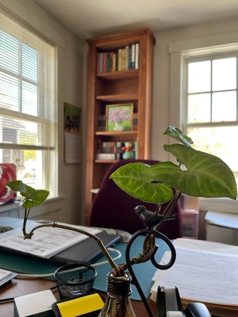office desk with plant and bookshelf