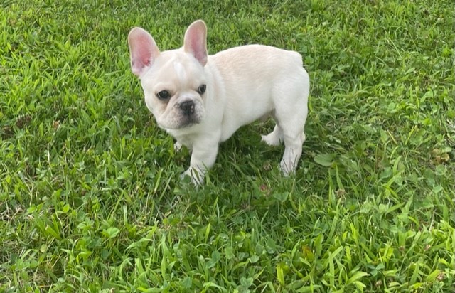 Hugo